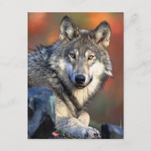 Wolf Photograph Postcard