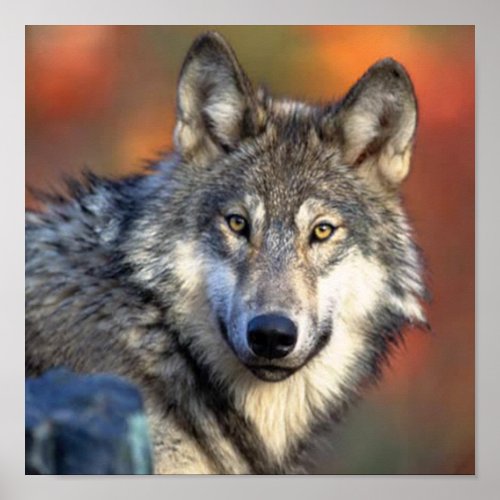 Wolf Photograph Poster