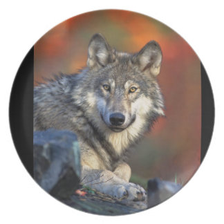 Wolf Plates | Zazzle