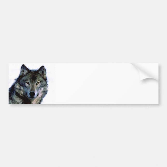 Wolf Portrait Bumper Sticker (Front)