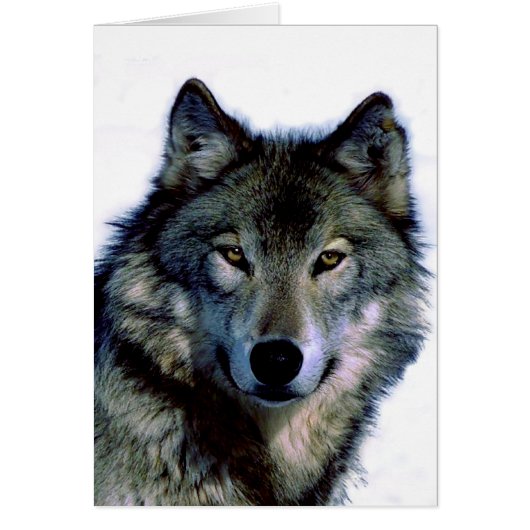 Wolf Portrait Cards (Front)