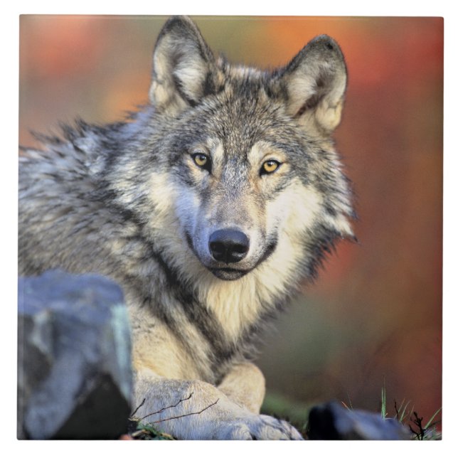 Wolf Portrait Ceramic Tile (Front)