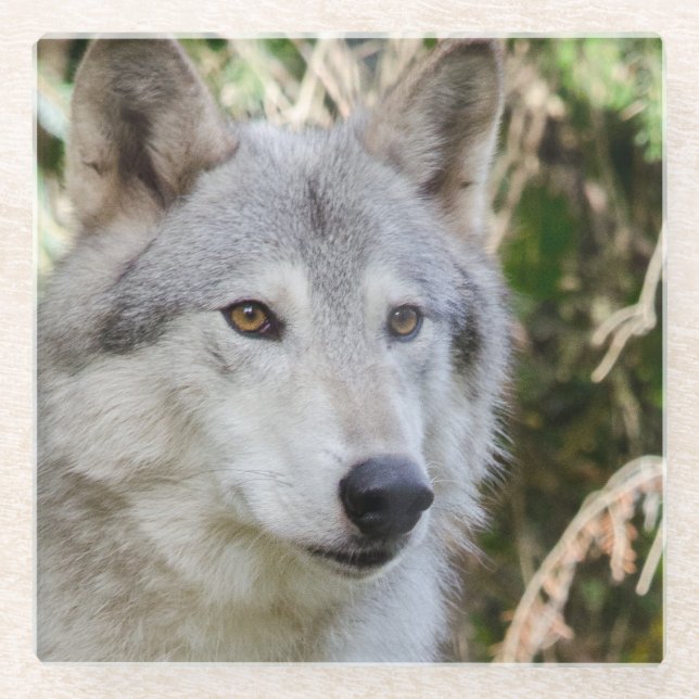 Wolf Portrait Glass Coaster (Front)