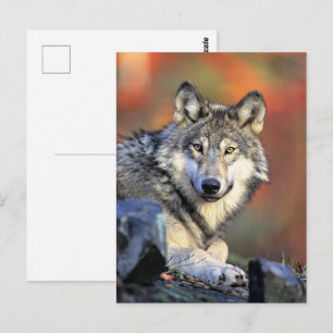 Wolf Portrait Postcard