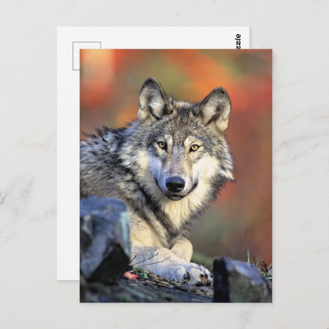 Wolf Portrait Postcard (Front/Back)