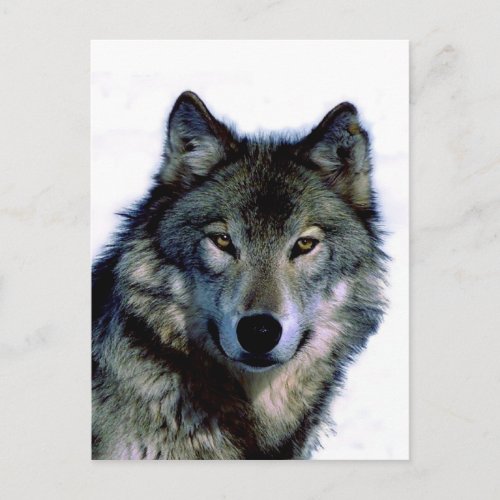 Wolf Portrait Postcard