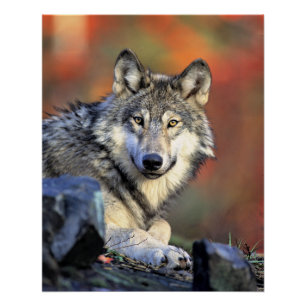 Wolf Portrait Poster