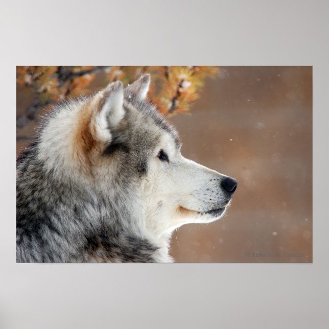 Wolf Portrait Poster (Front)