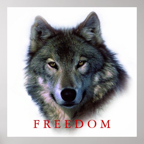 Wolf Portrait Square Freedom Poster Print