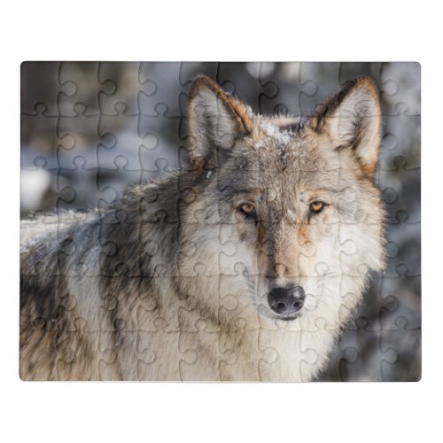 Wolf Portrait taken from a car Mesmerizing eyes  Jigsaw Puzzle