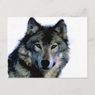 Wolf Postcard