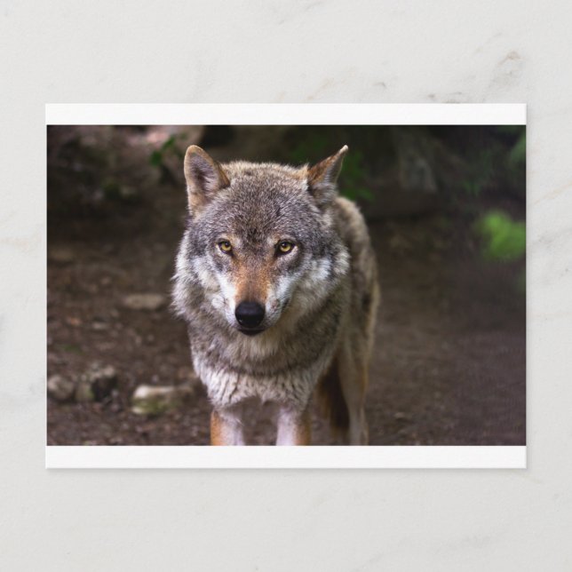 wolf postcard (Front)