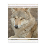 Wolf Postcard