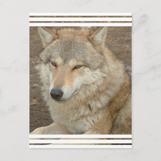Wolf Postcard (Front)