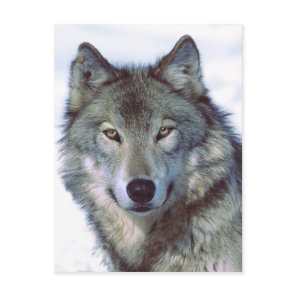 Wolf Postcard