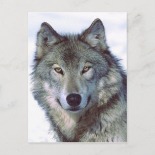 Wolf Postcard