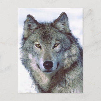 Wolf Postcard