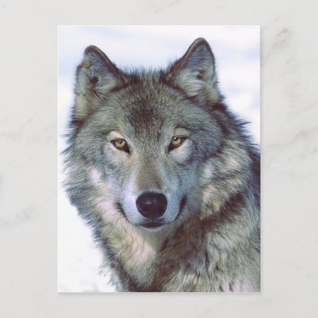 Wolf Postcard (Front)