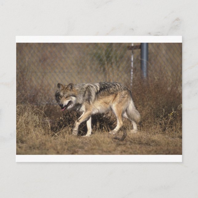 Wolf  postcard (Front)