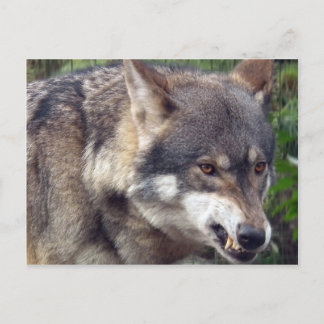 Wolf Postcard