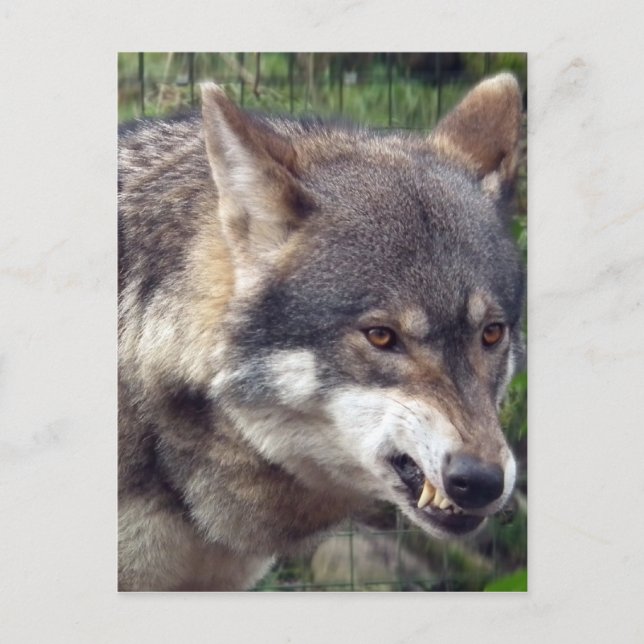 Wolf Postcard (Front)