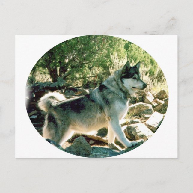 Wolf Postcard (Front)