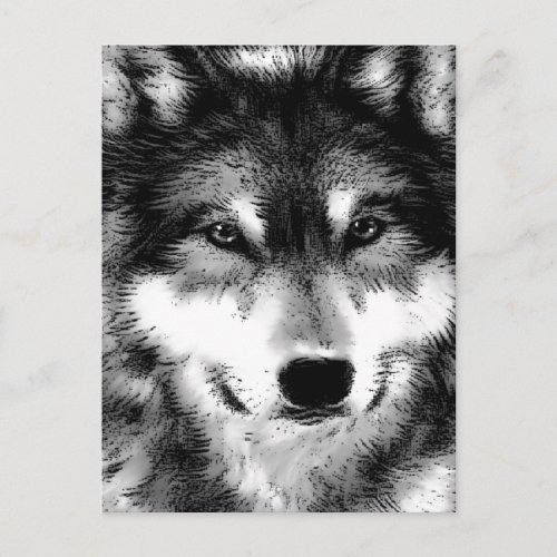Wolf Postcard