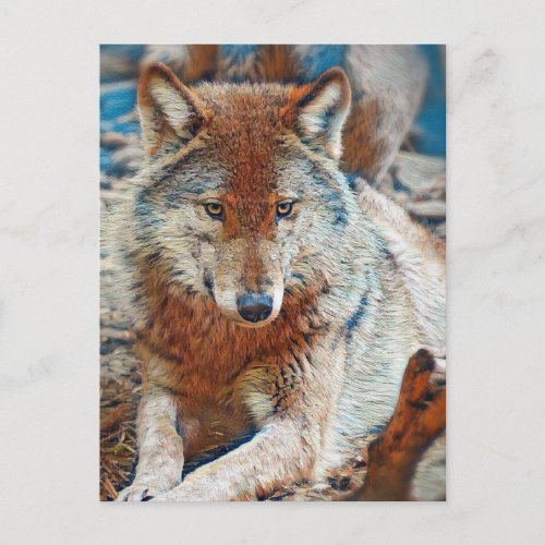 Wolf Postcard