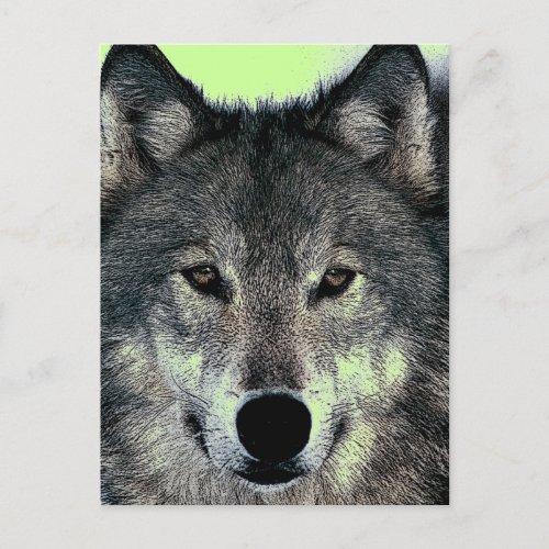 Wolf Postcard