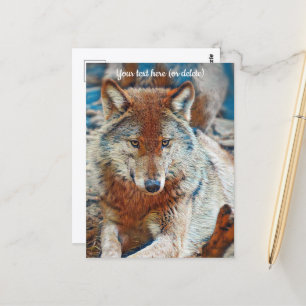 Wolf Postcard