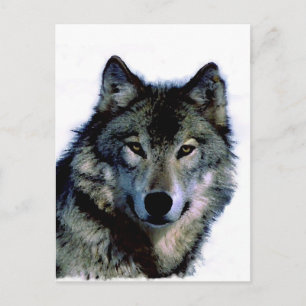 Wolf Postcard