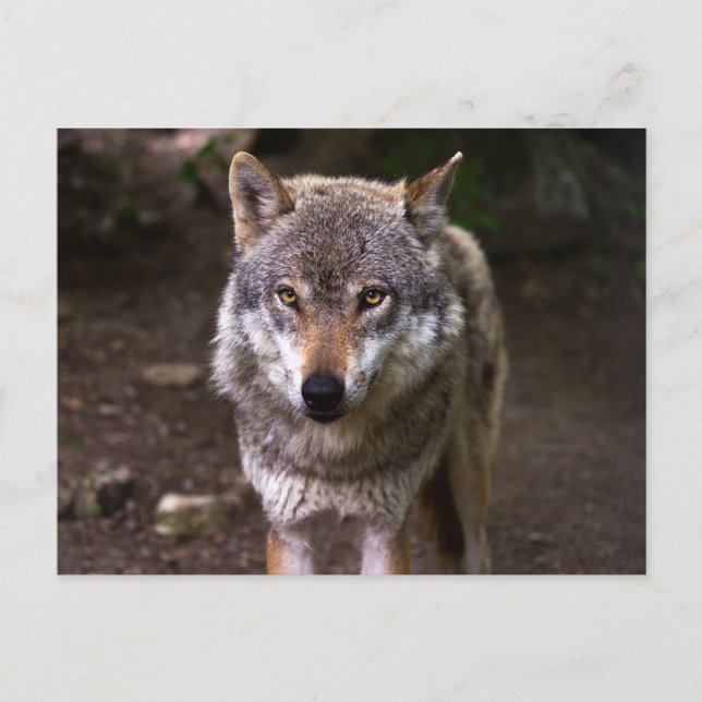 Wolf Postcard (Front)