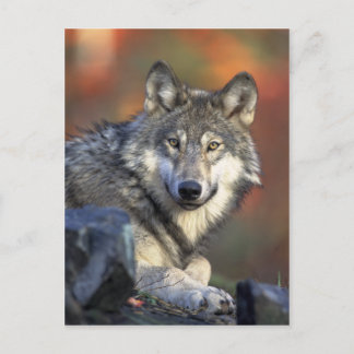 Wolf Postcard