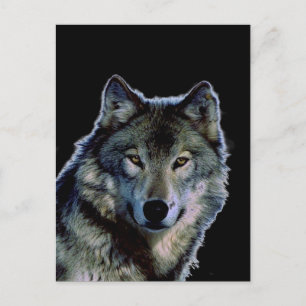 Wolf Postcard