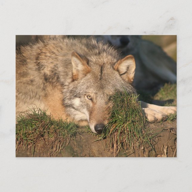 wolf postcard (Front)