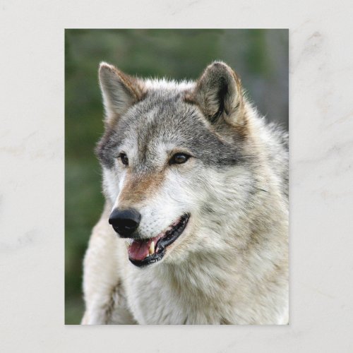 Wolf Postcard