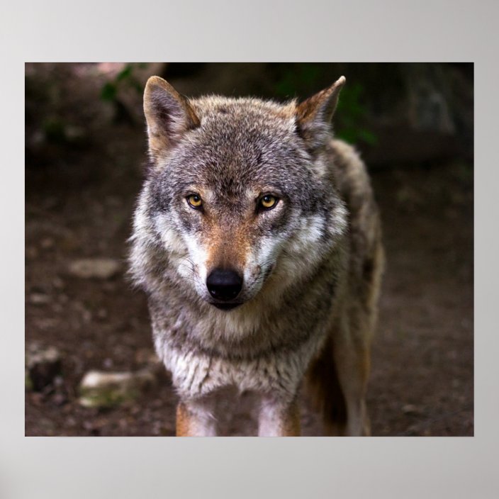 Wolf Poster | Zazzle.com