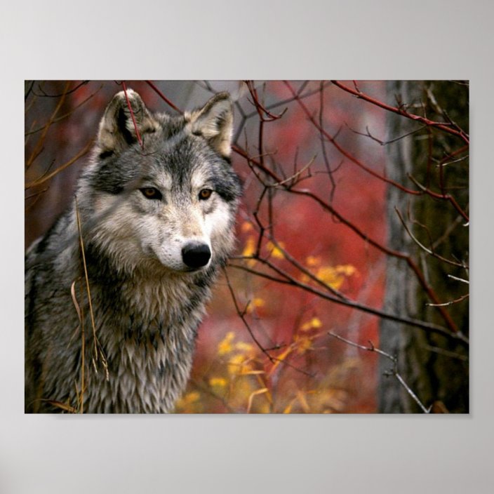 Wolf Poster Zazzle