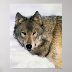 Wolf Poster
