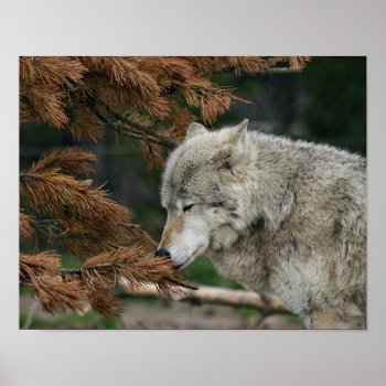 Wolf Poster by deemac1 at Zazzle