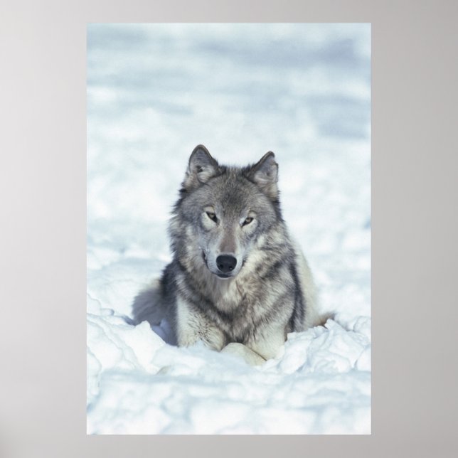 Wolf Poster (Front)