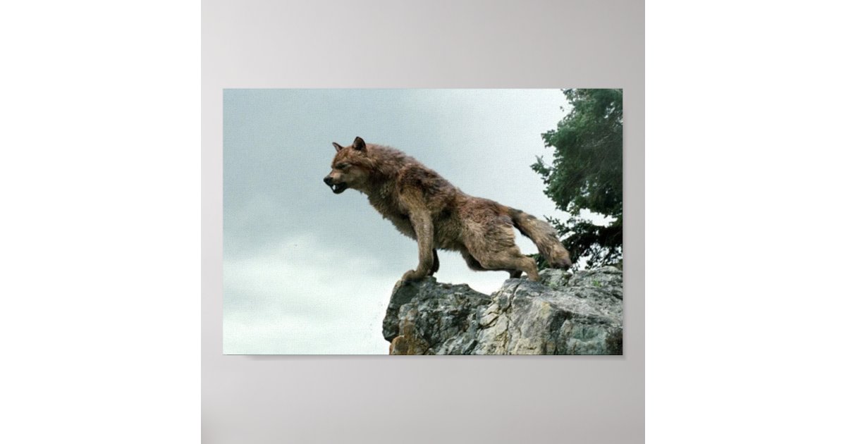 Wolf Poster | Zazzle.com