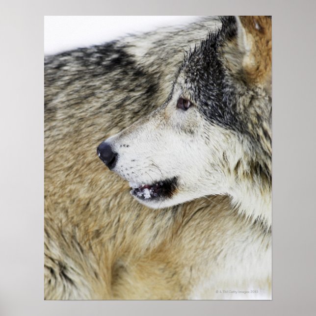 Wolf Poster (Front)