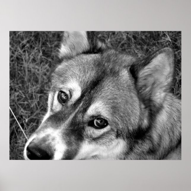 Wolf Poster (black & white) (Front)