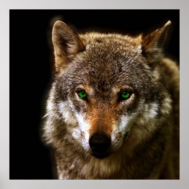 Wolf Profile with green eyes ~ editable background Poster (Front)