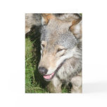 Wolf Prowl Greeting Card
