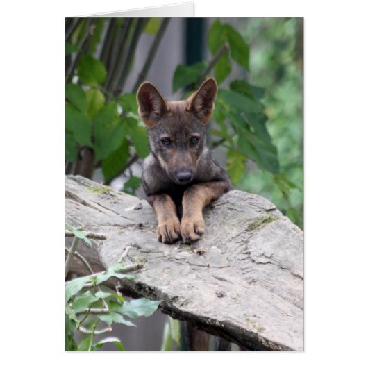 wolf pup cards (Front)