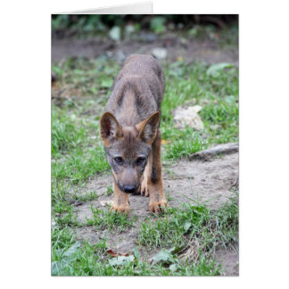 wolf pup cards