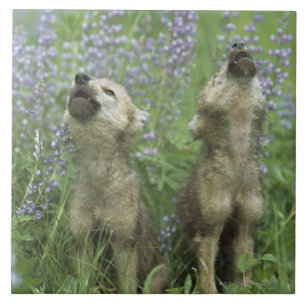 Wolf Puppies Howling In Meadow Ceramic Tile