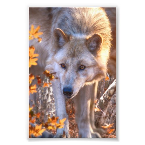 Wolf Puppy AUTUMN COLORS Photo Print